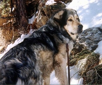 The back right side of a huge, extra large breed, black and tan with white Tibetan Mastiff dog with its front paws standing up a hill with snow on it looking to the right.