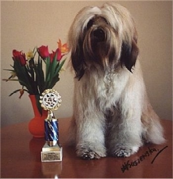 Front view - A longhaired, white with tan and black Tibetan Terrier is sitting on a circular wooden table, it is looking forward, there is a potted flower plant and a trophy to the left of it.
