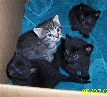 Four kittens are sitting on a green towel in a cardboard box and looking up