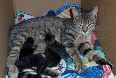 Tigger the Cat is feeding her kittens in a cardboard box