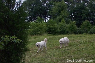 Two Great Pyrenees are moving across a feild between a wooded area.