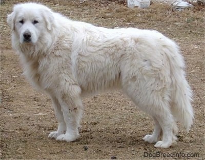 Side-view - A Great Pyrenees is standing in dirt