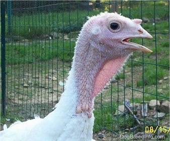 Close Up  head shot -  The face of a young male white and red turkey in front of a wire fence. Its mouth is open.