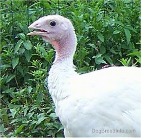 Close Up upper body shot - A young white and red female turkey next to a lot of green weeds.