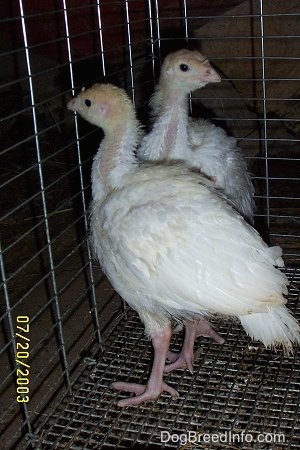 Two white and yellow baby turkeys standing at the edge of a cage. One is looking back and one is looking out of the cage
