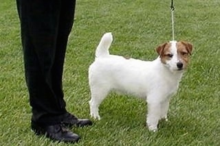 A white with tan Jack Russell Terrier is standing in grass next to a person in black pants