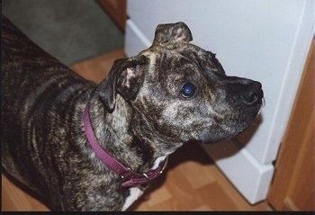 Upper body shot - A brindle Valley Bulldog/Pit Bull mix is standing on a hardwood floor next to a white wall in front of a doorway and it is looking up and to the right.