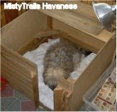 A tan mother dog laying down in a square wooden whelping box.