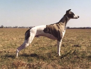 The right side of a white and grey Whippet dog that is standing across a field. It has a long skinny body with a high arch. Its long ears are pinned back and its snout is long.