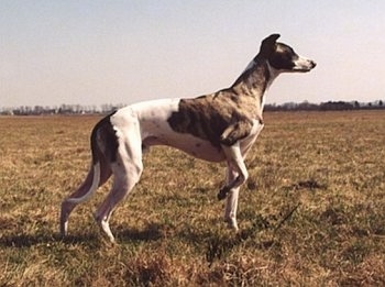 The right side of a white with brindle Whippet dog that is standing in a field and it is looking to the right. Its left paw is in the air.