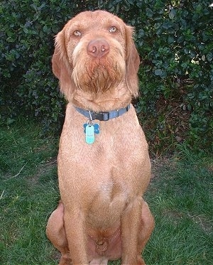 A red Wirehaired Vizsla is sitting in grass, in front of a bush and it is looking up. The dog has yellow eyes, a big brown nose, long drop ears and longer hair under its chin forming a beard. It is wearing a blue collar.