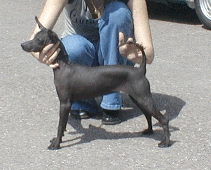 The left side of a hairless black Xoloitzcuintli dog standing on a street and it is being posed in a show stack by a person kneeling behind it. The dog has a long thin tail, large perk ears and a long skinny snout.