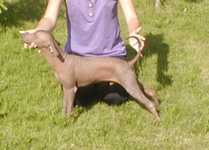 The left side of a brown dog with no hair dog that is being posed in a show stack outside in grass by a person behind it.