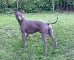 The back left side of a brown hairless dog standing in grass looking forward.