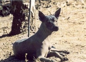 The right side of a brown Xoloitzcuintli that is laying in dirt in front of a tree. It has large perk ears, a dark nose and dark eyes.