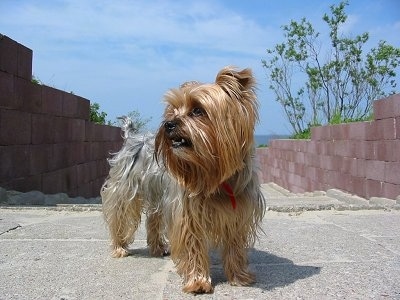 A long, thick coated, brown and gray Yorkie is standing at the top of stone steps, it is looking to the left and its mouth is slightly open.