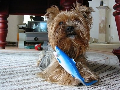 A brown and black Yorkie dog laying on a rug under a table and it has a blue and white shark toy in between its paws.