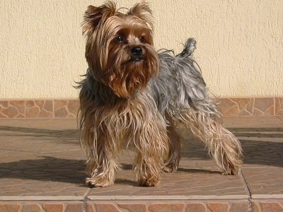 A gray and brown Yorkie is standing on top of a tiled step on a porch and it is looking to the right. It has a docked tail, small fold over ears, a black nose, black lips and dark eyes.