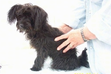 The left side of a black Yorkipoo that is sitting on a white surface. There is a person behind it and touching its sides. Its long ears hang down to the sides covered in long straight hair and it has longer hair on the top of its head with a black nose.