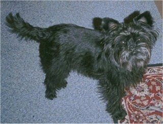Topdown view of a black Affenpinscher that is standing in front of a carpet and it is looking up.