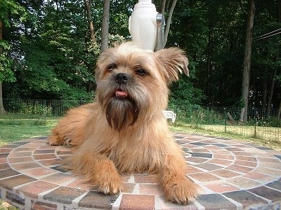 The front right side of a tan Affenpinscher is laying on brick faced patio table near umbrella