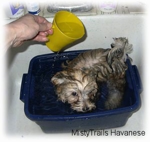 A small tan puppy is standing in a blue tub basin filled with water and a person is pouring water on top of the puppy using a plastic yellow cup.