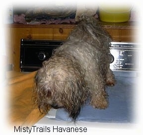 The front of a long haired wet, small breed tan dog that is standing on a washing machine and it is looking down.