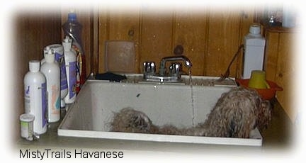 A small wet, longhaired brown with black puppy is standing in a white utility sink and there is water pouring on its back from the silver spout above it. There are bottles of soap on the edge of the sink.