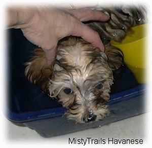 Close up - A wet brown with tan puppy is standing in a blue tub of water and it is getting the back of its neck rubbed.