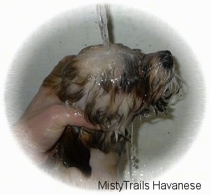 Close up - The right side of a puppy is getting water poured on its head and it is looking to the right.