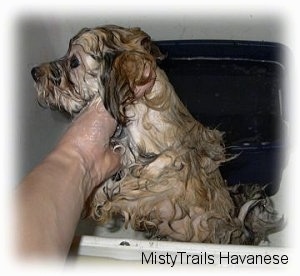 The right side of a wet brown with tan puppy that is standing up against the side of a blue tub of water. A person is rubbing under its neck.