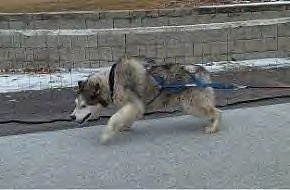The left side of a white and grey Alaskan Malamute that is pulling weights.