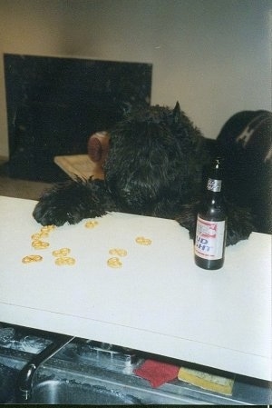 Maury the Bouvier des Flandres standing up against the liquor bar looking at crackers with a Bud Light beer next to his paw