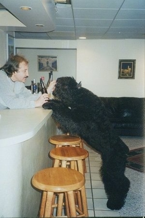 Maury the Bouvier des Flandres jumped up at a liquor bar with a person holding a beer bottle on the other side