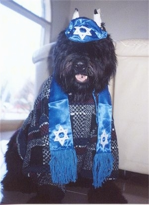 Maury the Bouvier des Flandres sitting on a floor dressed like a Rabbi