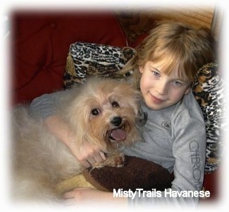 A girl in a grey shirt is laying against a pillow and on top of her is a tan Havanese. Both the dog and the girl are smiling.