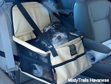 A black with white Havanese is sitting in a bag that is strapped to a chair in the backseat of a vehicle.