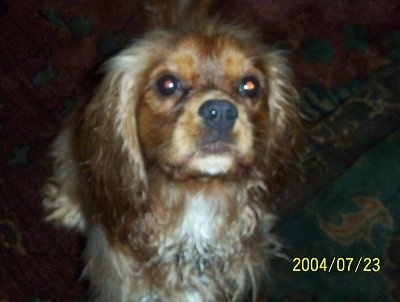 Rusty the Cavalier King Charles Spaniel is standing on a rug in a house. Rusty is looking up at the camera holder
