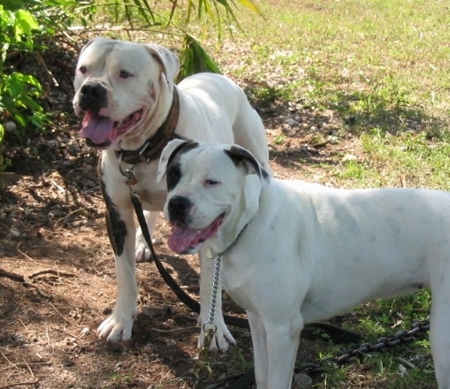Two American Bulldogs are standing in shade with their mouths open and tongues out