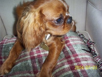 Close up - Oliver the red with white English Toy Spaniel is laying on top of a plaid pillow in a chair and looking to the right