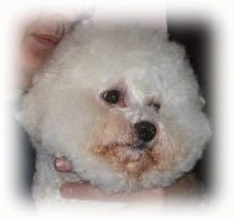 Close up head shot - A puffy haired white Bichon Frise with just a little staining around its mouth and eyes.