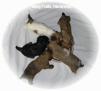 Top down view of five newborn puppies eating kibble out of a round silver dish on a white blanket.