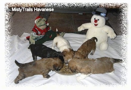 Five newborn puppies are eating kibble ontop of a white blanket in front of a frog plush toy and a Frosty the Snowman plushy.