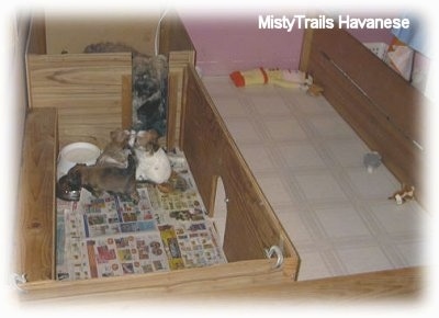 Little puppies eating food out of a bowl in the back of a wooden whelping box. The dam is behind them watching.