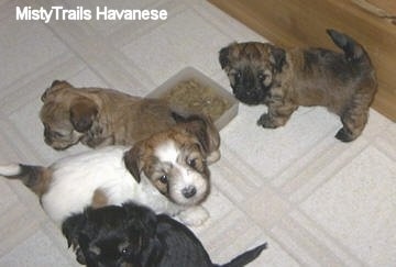 Four puppies standing around a bowl of kibble on a tiled floor and they are looking up.