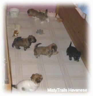A litter of puppies walking around inside their pen in a kitchen.