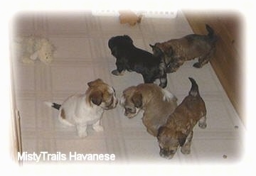 Five puppies on a white tiled floor inside of a wooden whelping box.