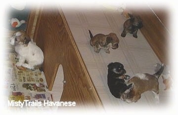 A puppy is sitting against the wall of the wooden whelping box and across from it are four other puppies playing.