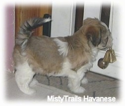 The back right side of a brown with white puppy that is standing in front of a door that has bells hanging from it.