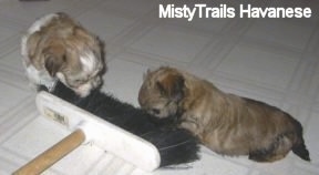Two puppies are sniffing the brush side of a broom on top of a white linoleum floor.
